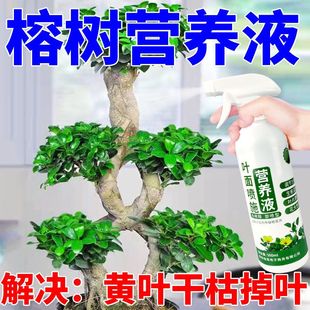 营养液榕树营养液黄叶一喷绿金钱榕人参生根叶面喷施 适合各种花