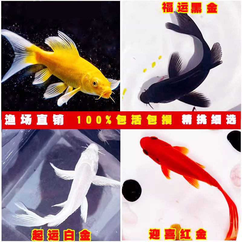 锦鲤鱼活鱼冬季冷水观赏鱼金鱼鱼苗纯种黄金龙凤耐活淡水鱼好养活