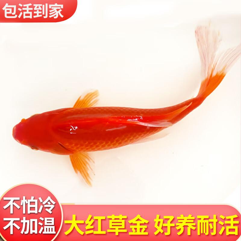草金鱼活鱼观赏鱼大红草金小鱼苗