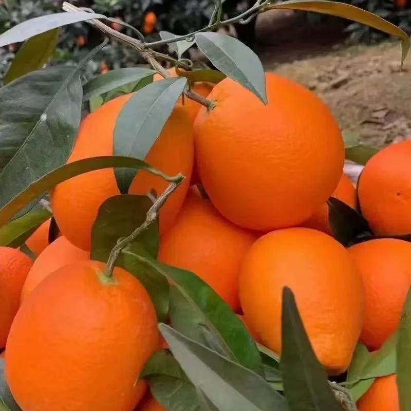高山老树脐橙新鲜采摘自家种植甜橙多汁孕妇水果蜂蜜橙龙回红