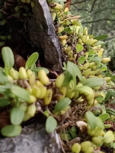 单叶中果石橄榄新鲜500g单叶中小号石仙桃果种植炖汤中号岩珠煲汤