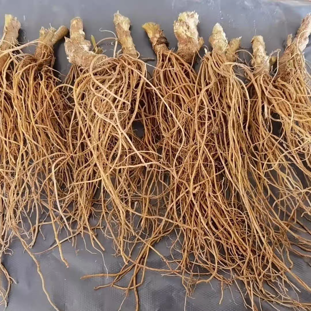 新鲜正宗地胆头广东特产煲汤野生现挖现发草鞋根苦地胆纯头煲汤料