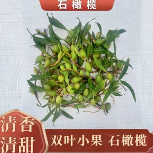 新鲜石橄榄排头双叶小果双叶中果石仙桃生岩珠果上叶山货现采现发