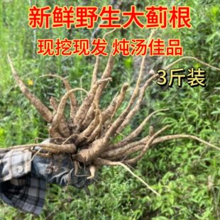 大蓟根新鲜内叶刺野外自挖猪母刺蓟马蓟虎蓟刺儿菜草药炖汤500克