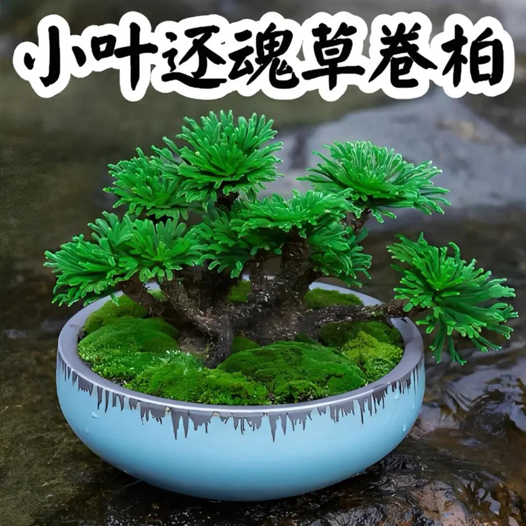 【下单立减50】九死还魂草绿植见水还阳复活不死草微型盆景栽_ZS