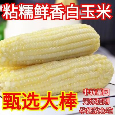 非转基因东北糯玉米新鲜甜糯白玉米真空包装黏甜玉米棒代餐批发