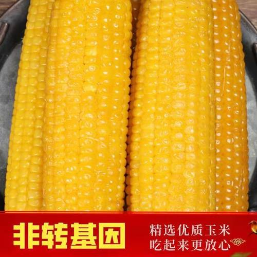极寒地东北非转基因黄玉米真空袋农家糯玉米黄糯玉米苞米营粗粮