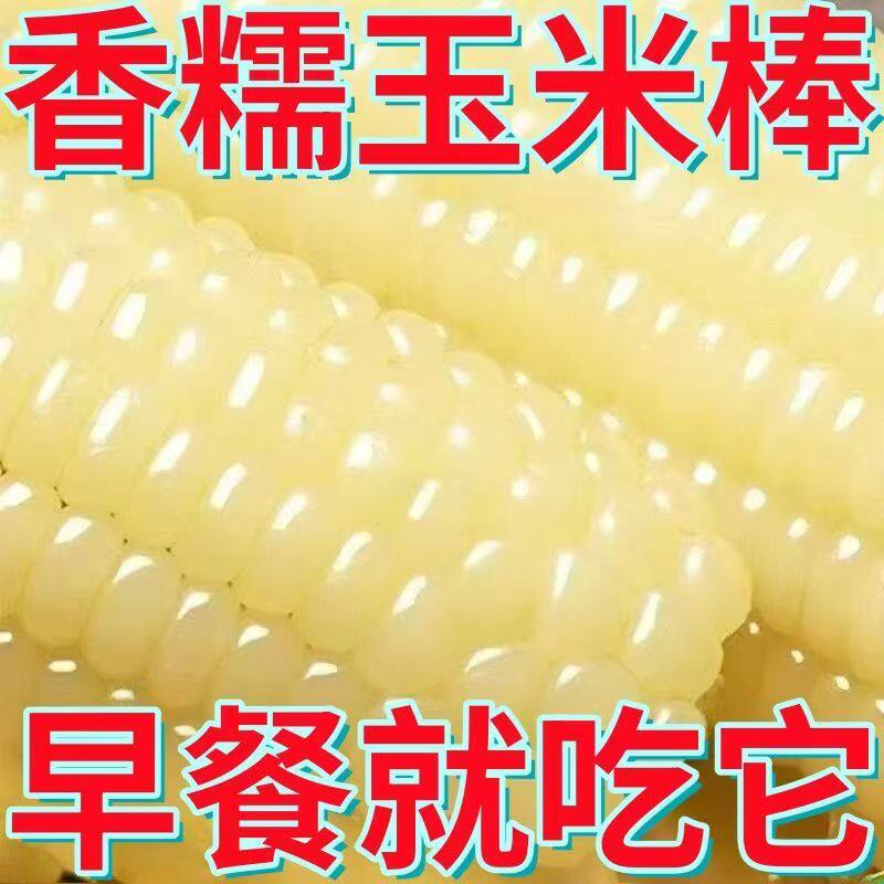 2025年当季东北白糯玉米甜糯粘玉米真空装非转基因黏苞米粗粮代餐