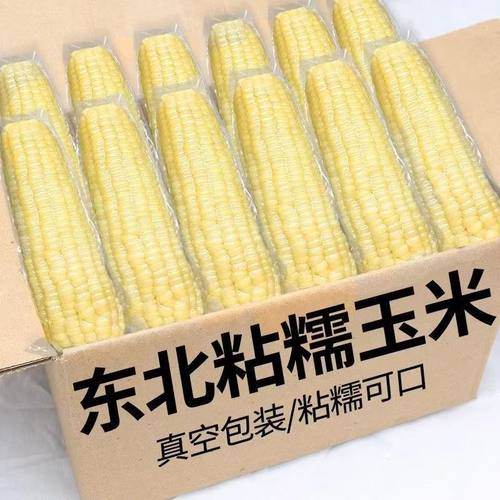 现生产东北糯玉米新鲜甜糯白玉米真空包装黏甜玉米棒代餐批发