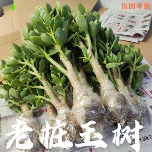 四季常青室内多肉吸甲醛简单玉树