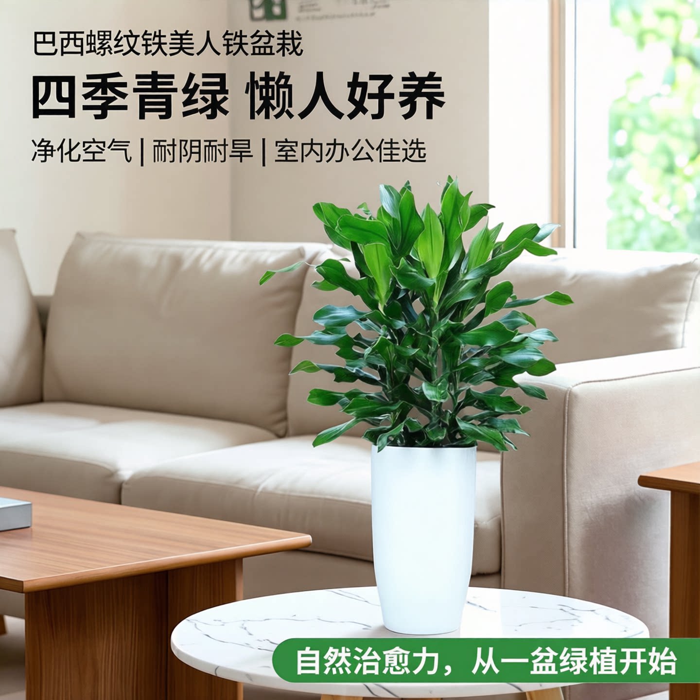 巴西螺纹铁美人铁盆栽绿植