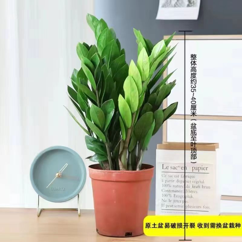 大型金钱树发财树钱串子招财树客厅招财除甲醛绿植桌摆四季常青树