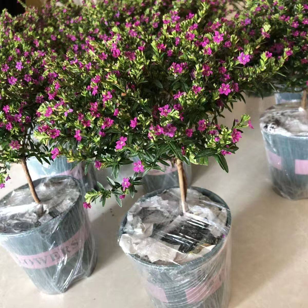 满天星盆栽独杆棒棒糖造型绿植图片