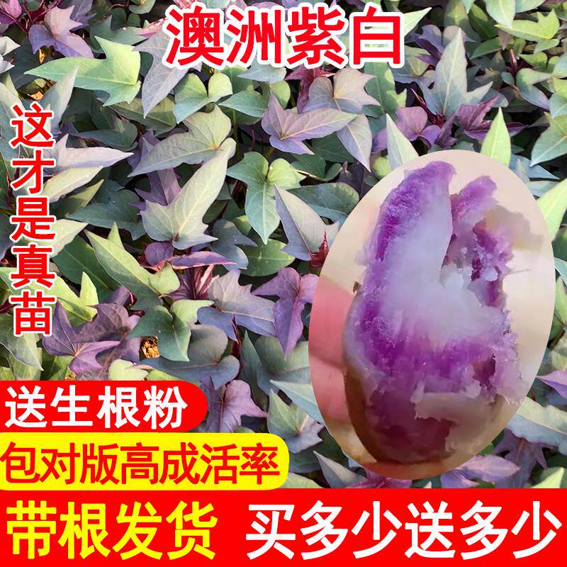 正宗高产型澳洲紫白糖心烤薯型烟蜜薯地瓜苗冰淇淋苗紫心红薯苗秧