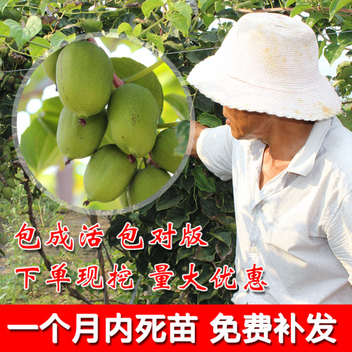 猕猴桃树果苗软枣红心南方北