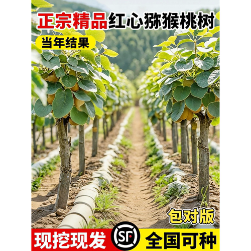 猕猴桃树果苗正宗嫁接红心