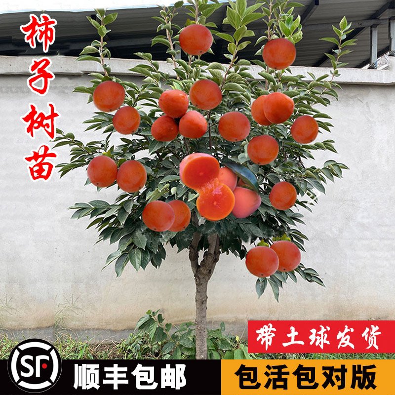 无核柿子树果苗盆栽地盘黑脆