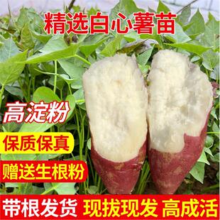 白心红薯苗高淀粉商薯19红薯苗板栗薯秧苗西瓜红密薯苗糖心红薯苗