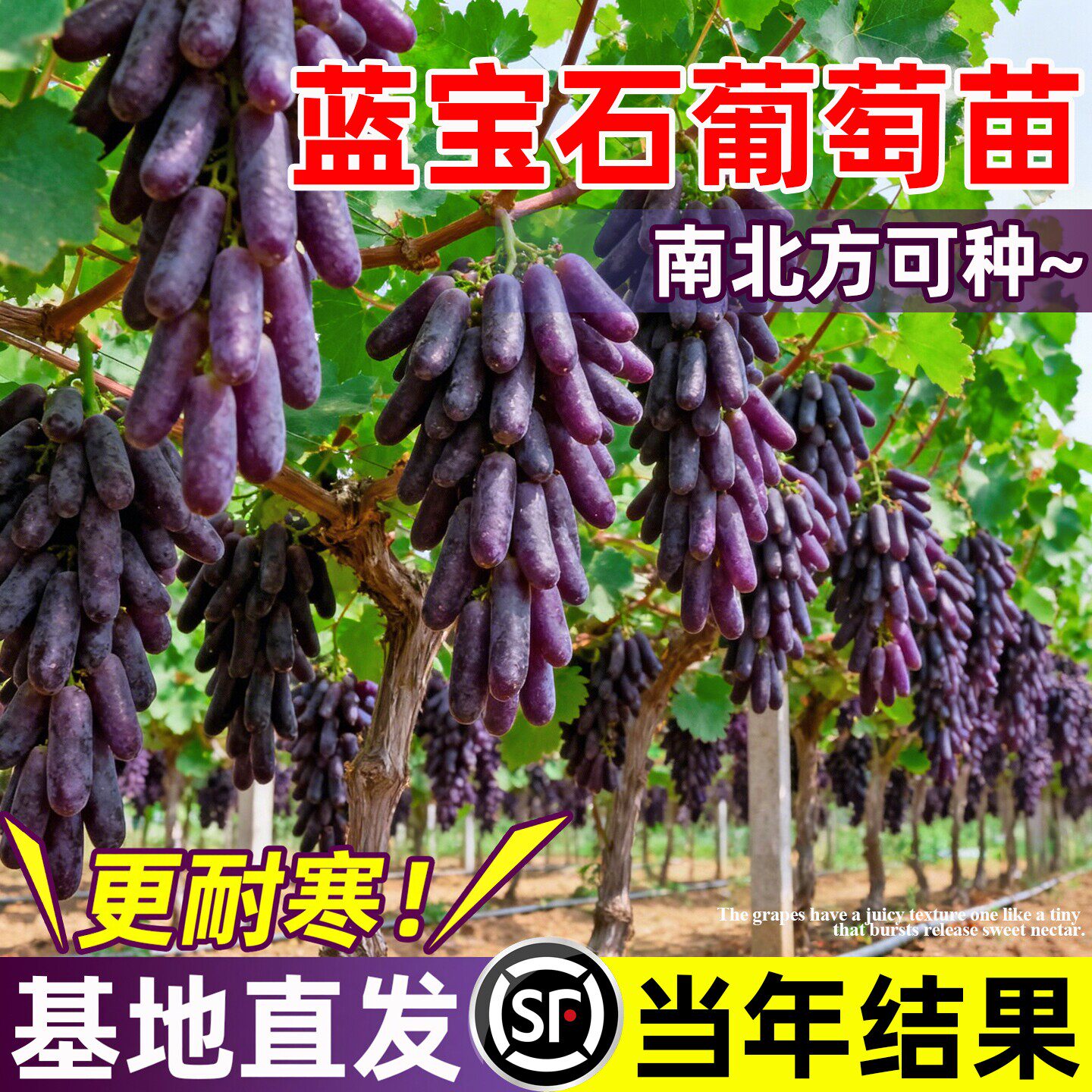 蓝宝石葡萄树苖南方北种植