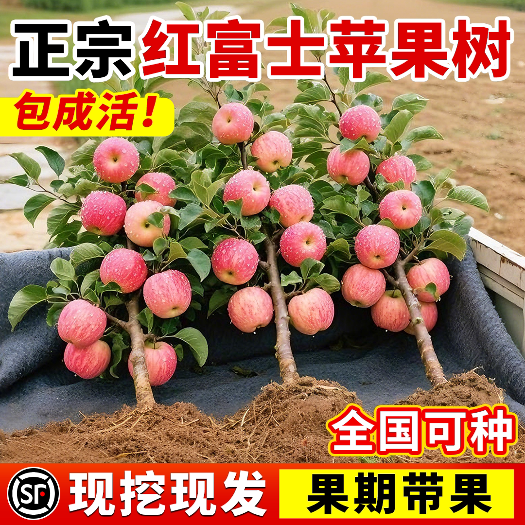 红富士苹果树苗正宗对版嫁