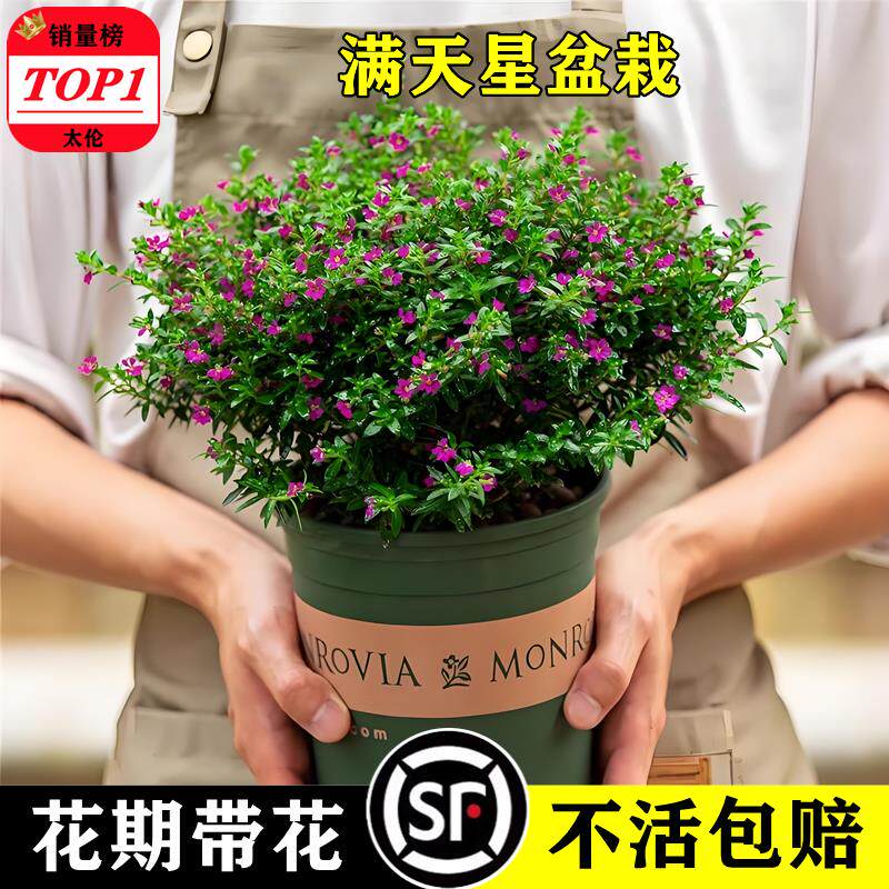 满天星盆栽带花苞苗室内好