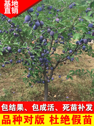 三华李子树苗红心南方种植果
