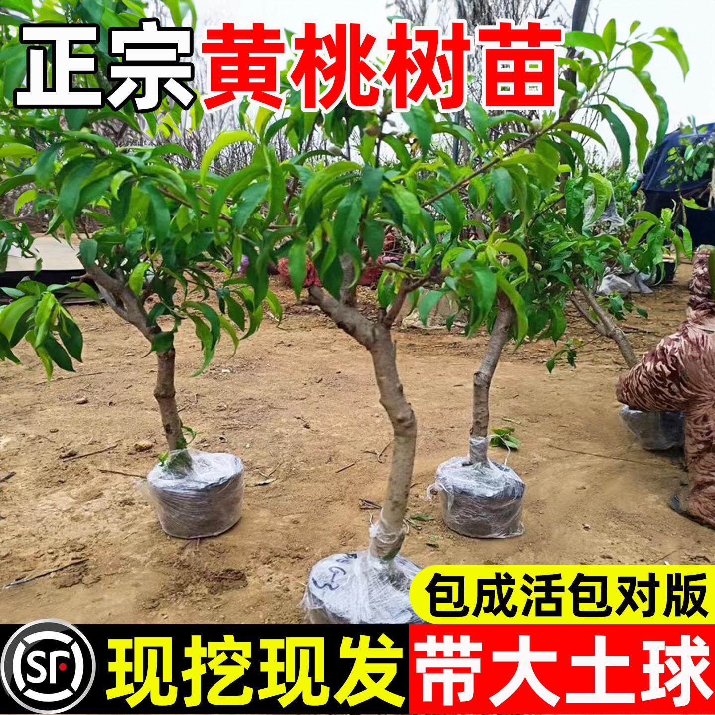 黄桃树苖果苗正宗锦绣冬庭