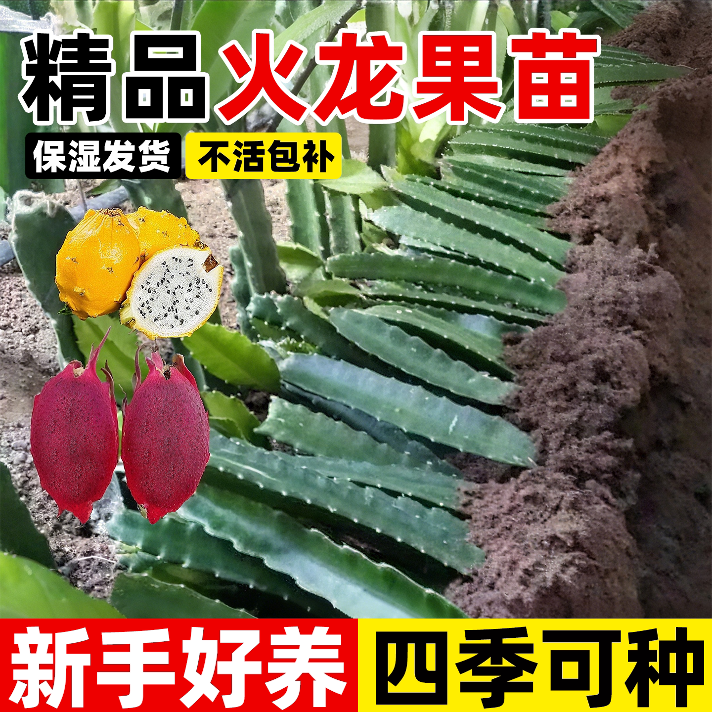 红心火龙果树苗南北四季种