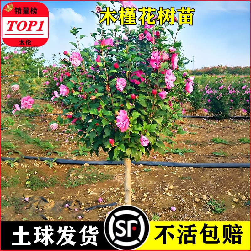 木槿花树苗盆栽卉独杆原生