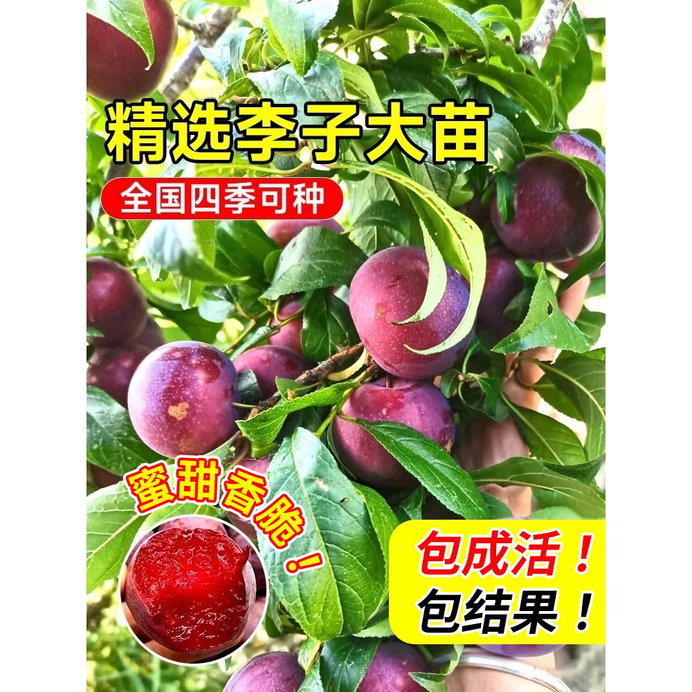 李子树苗正宗蜂糖红心冰三