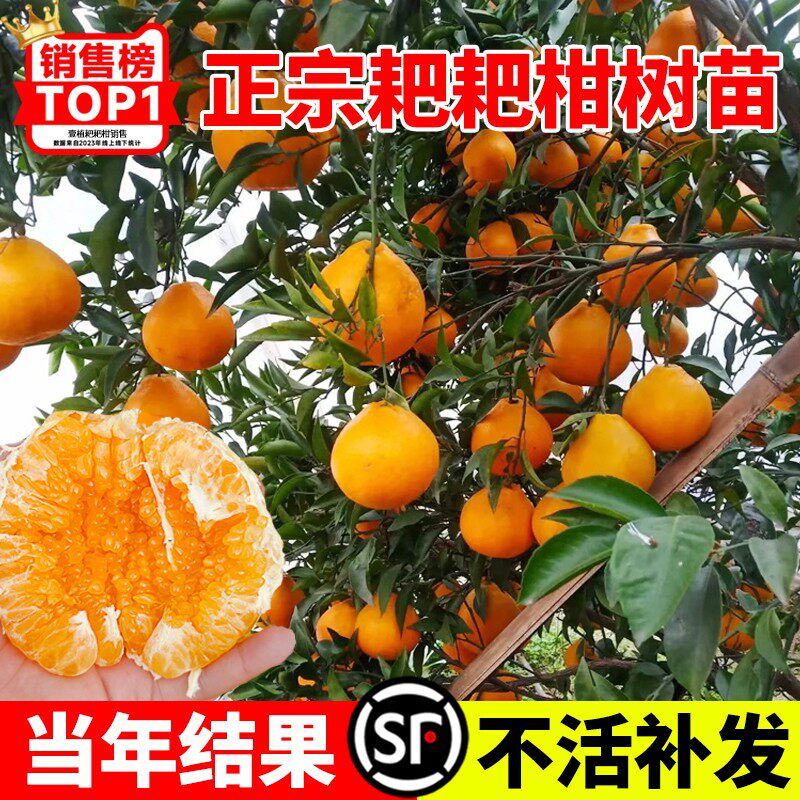 正宗四川耙柑树苗粑春见丑