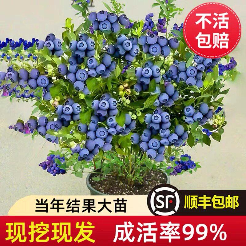 蓝莓树果苗南北方带土盆栽