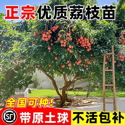 荔枝树苖正宗庭院无核桂味
