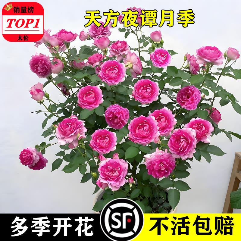 天方夜谭月季花苗大浓香玫