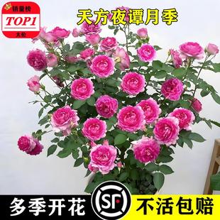 天方夜谭月季花苗大花浓香玫瑰紫色四季花卉阳台盆栽无刺花卉植物