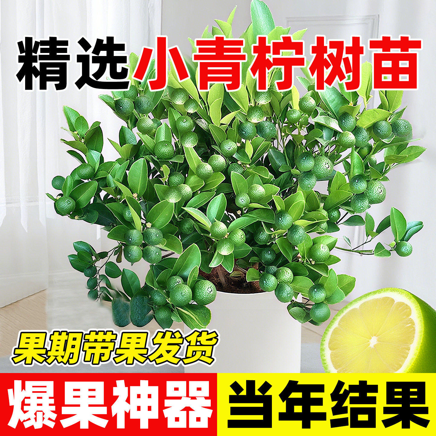海南小青金桔尤力克嫁接苗