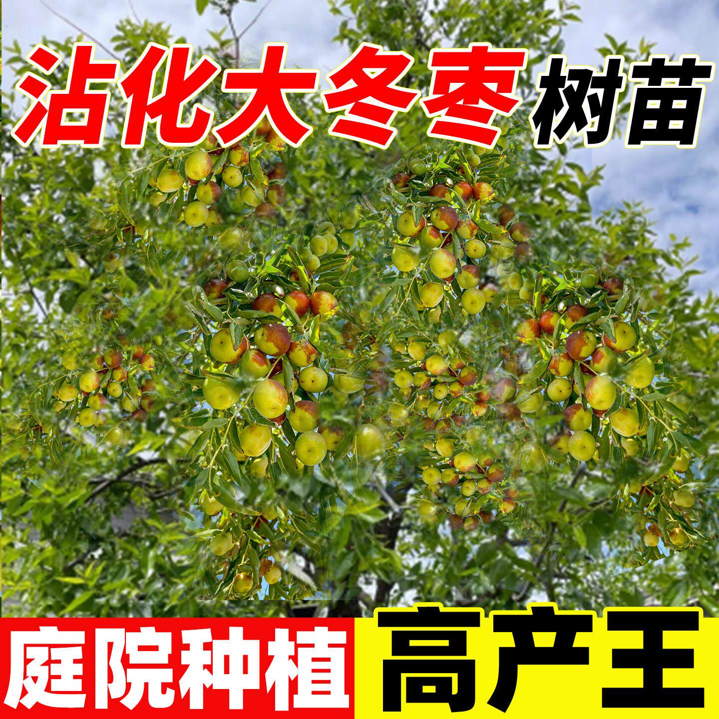 枣树活苗嫁接特大沾化冬带