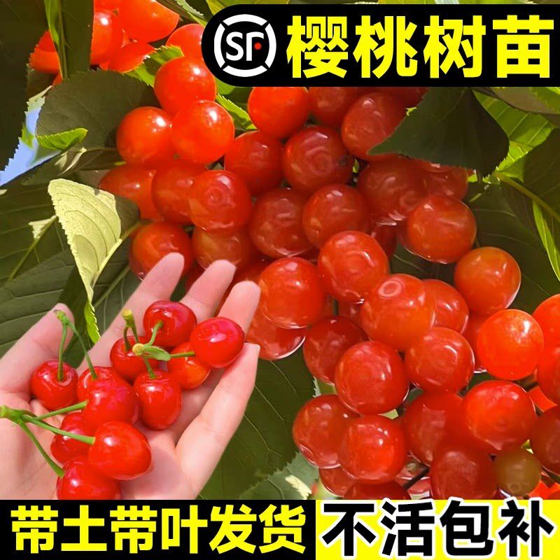 樱桃树苗矮化车厘子大庭院
