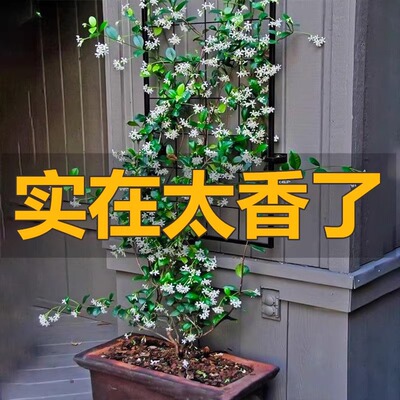 风车茉莉爬藤花卉植物络石