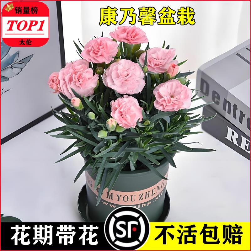 康乃馨盆栽带花苞四季多室