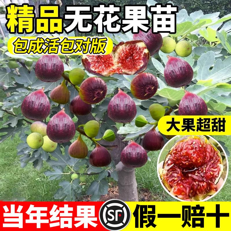 无花果树苗带盆栽矮化波姬