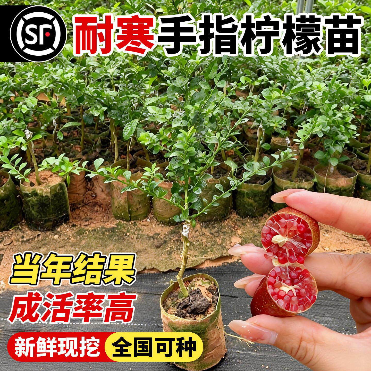 手指柠檬树苗耐寒场盆栽带