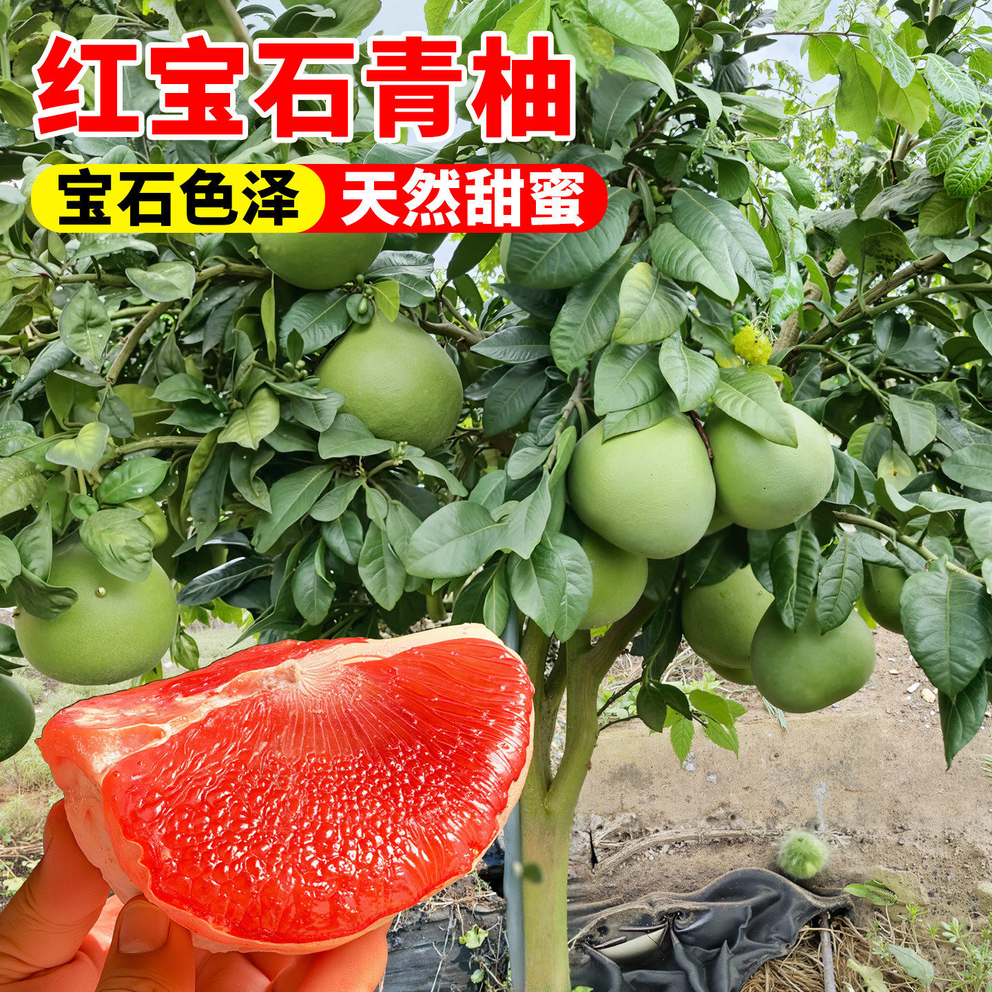 泰国红宝石柚子树苗沙田三
