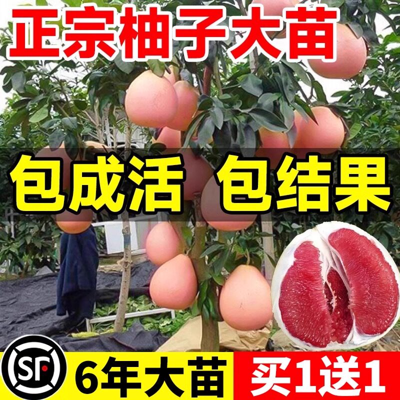 正宗嫁接柚子树苗红心蜜盆