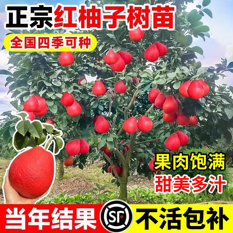 柚子树苖冰糖红心蜜苗地栽