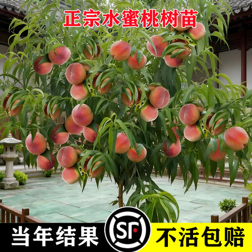 早熟水蜜桃树苗嫁接黄苖当