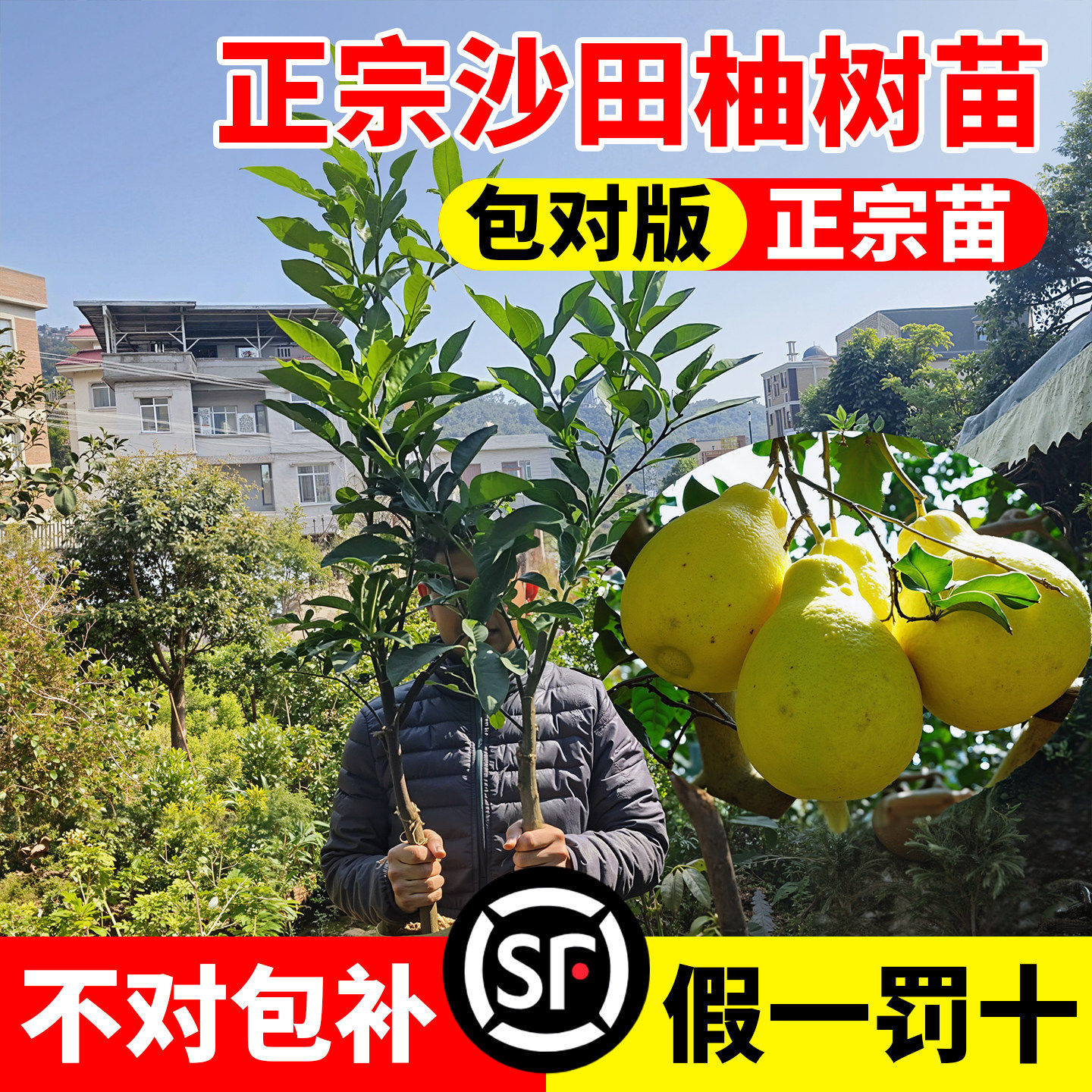 柚子树苗果广西沙田红心蜜