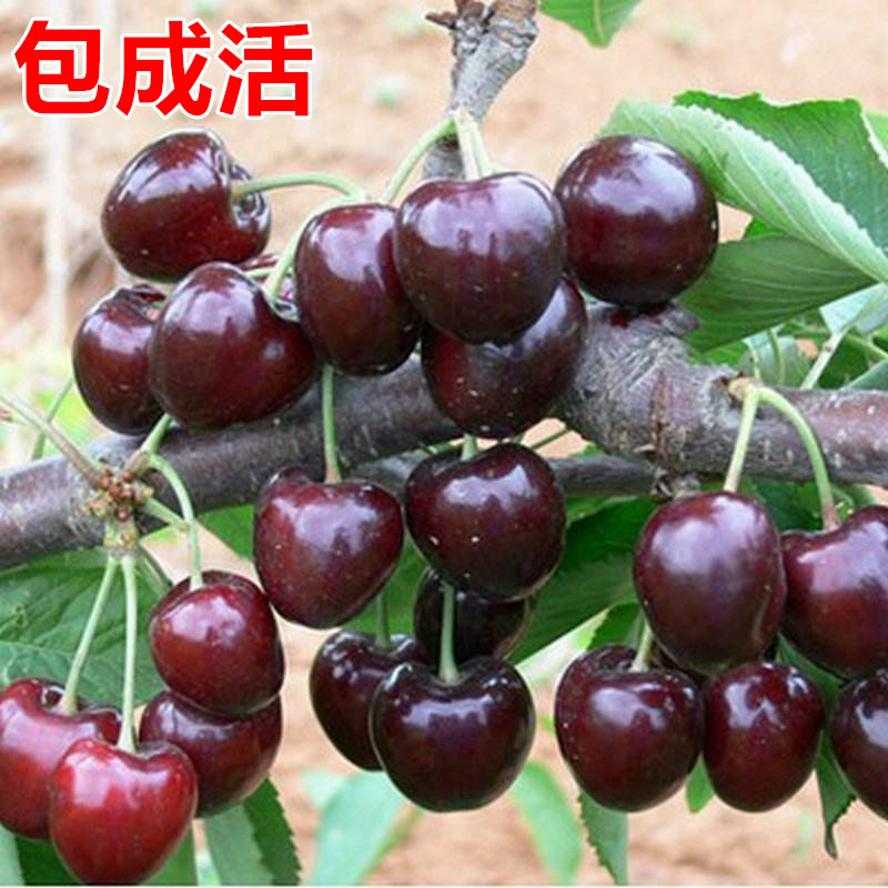 车厘子树苗樱桃苖特大矮化水