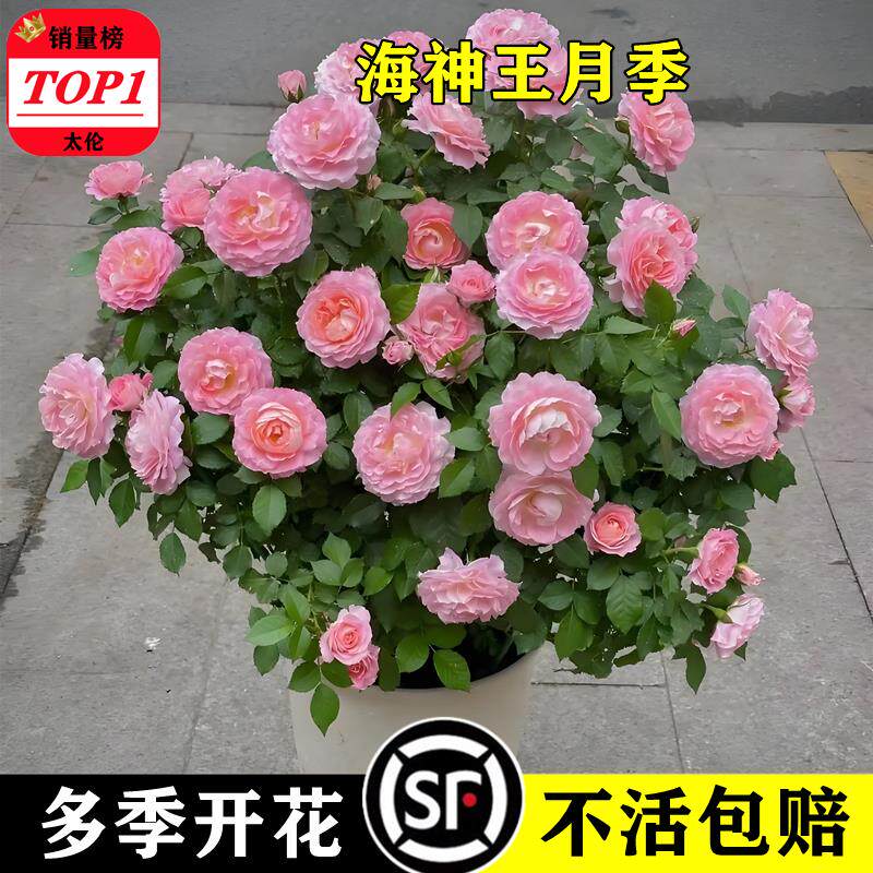 海神王月季大花微月浓香玫瑰花苗室内外阳台花卉盆栽庭院珍稀品种