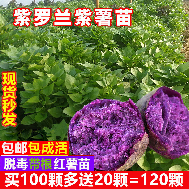 紫薯秧苗红薯种苗地瓜叶苗紫罗兰番薯苗秧板栗山芋种植苗蕃薯苗种